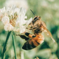 벌 배경화면  - 귀여운 벌 이미지 바탕화면